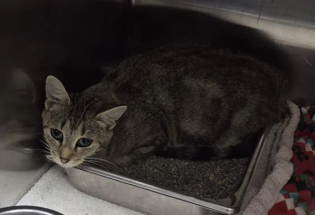 A young medium-sized female Domestic Short Hair cat named Margaret for adoption in Decatur, IL