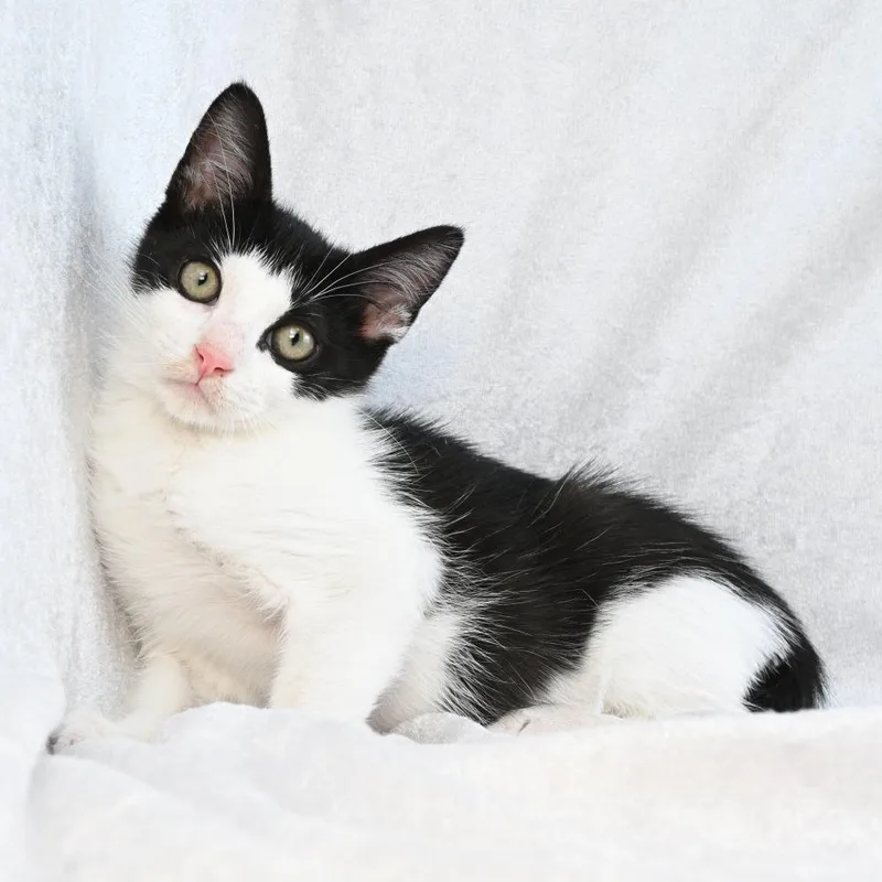A baby medium-sized male Black Domestic Short Hair cat named Ember for adoption in Mobile, AL