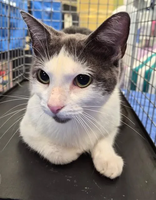 A young small-sized female Domestic Short Hair cat named Lainey for adoption in Fort Myers, FL