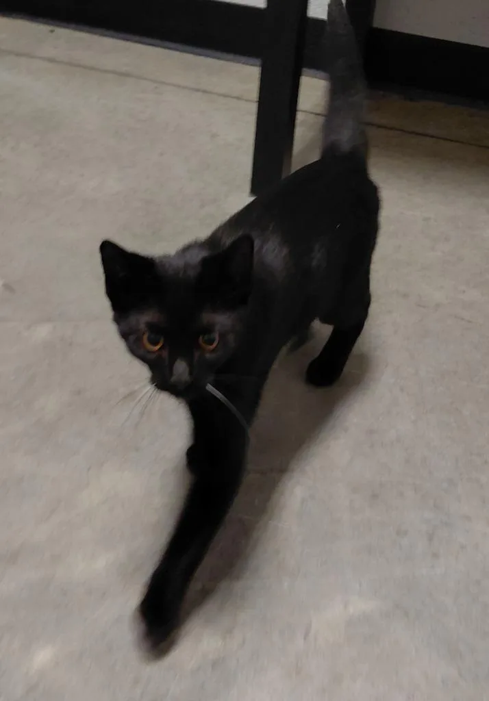 A baby small-sized male Domestic Short Hair cat named Bash for adoption in Henderson, NC