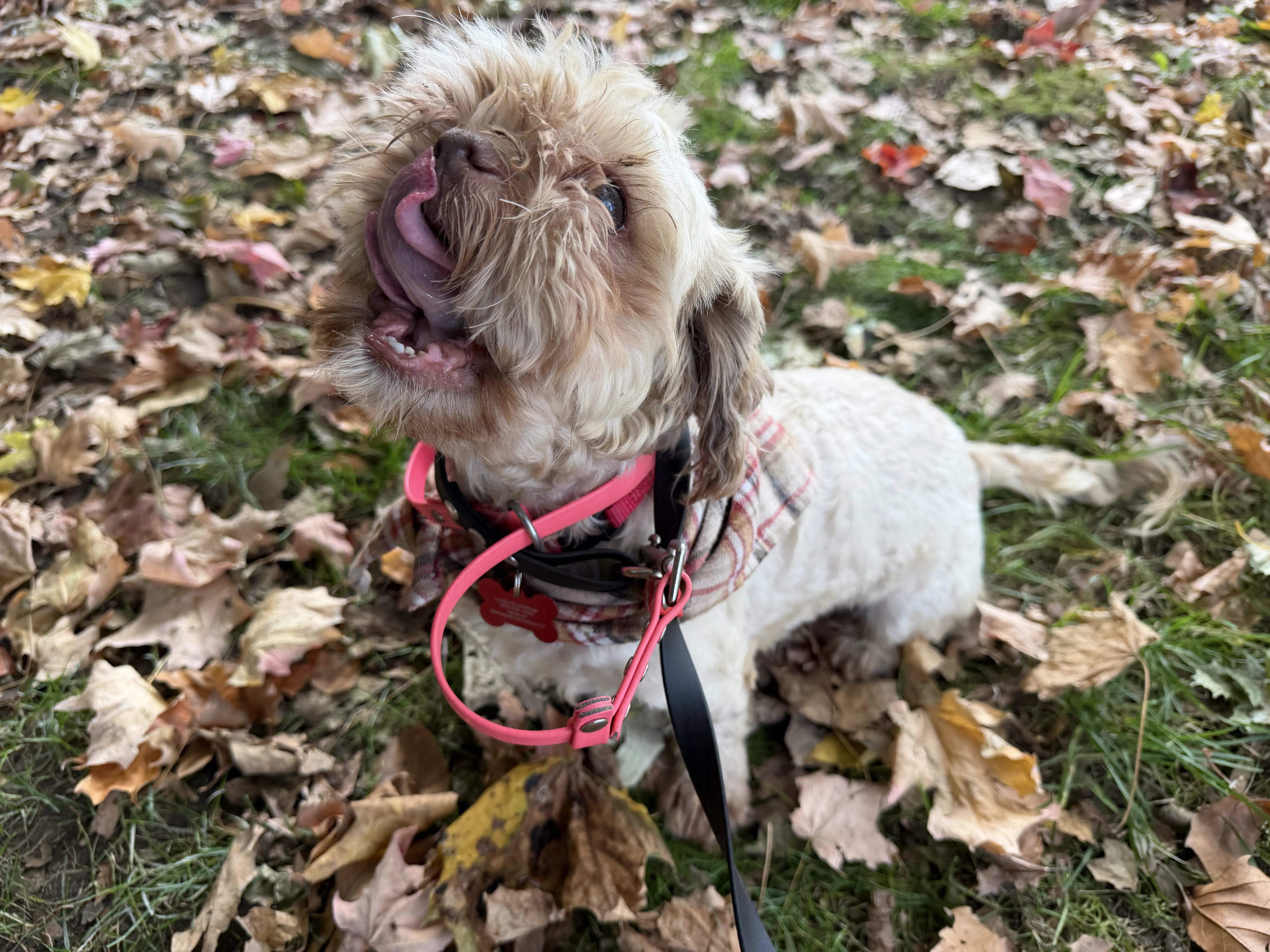 An adult small-sized male Shih Tzu dog named Mahjong for adoption in Stamford, CT