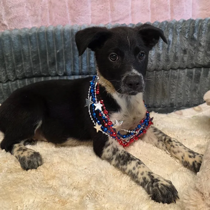 A baby small-sized male Rat Terrier dog named Hotch for adoption in Wiggins, MS