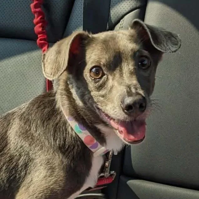 An adult small-sized male Gray / Blue / Silver Chihuahua dog named Otter for adoption in Normal, IL