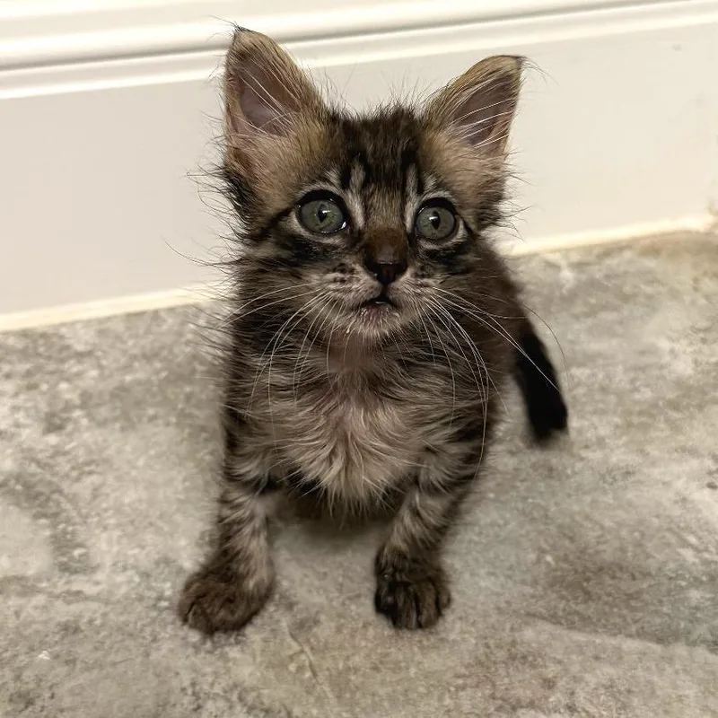 A baby small-sized female Brown / Chocolate Domestic Short Hair cat named Vixie for adoption in Austin, TX