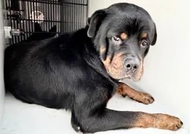 An adult medium-sized male Rottweiler dog named Deebo for adoption in Houston, TX