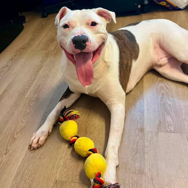 An adult large-sized male American Bully dog named Mace for adoption in Triadelphia, WV