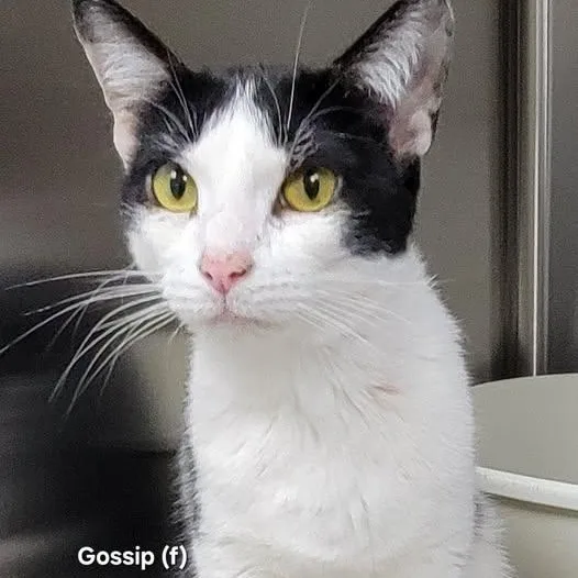 A young medium-sized female Black & White / Tuxedo Domestic Short Hair cat named Gossip for adoption in Mazon, IL