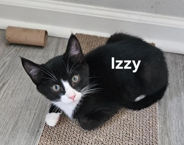 A baby medium-sized female Domestic Short Hair cat named Izzy for adoption in Zimmerman, MN