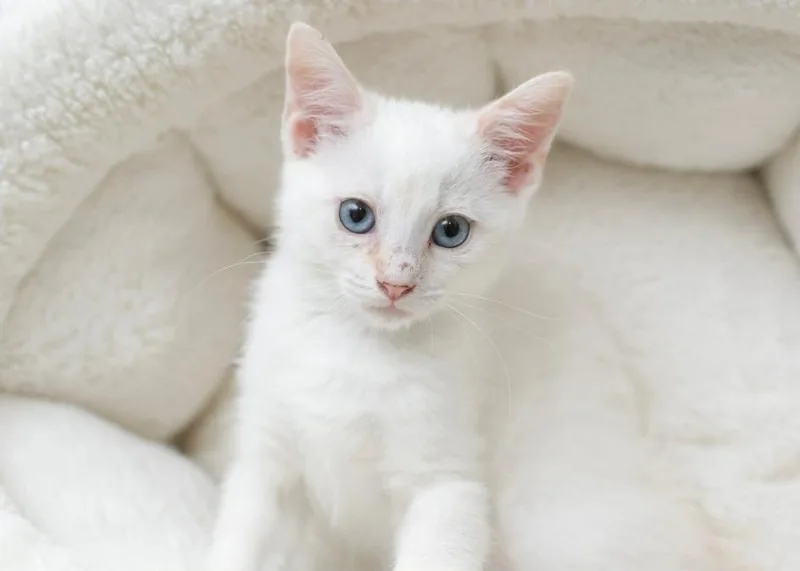 A baby medium-sized female White Domestic Short Hair cat named Gamora for adoption in Sedalia, CO