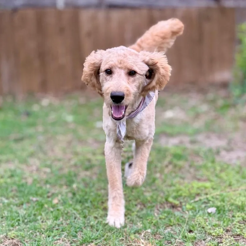 Preston Lld thumbnail 2