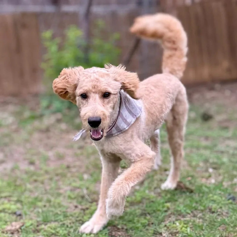 Preston Lld thumbnail 3