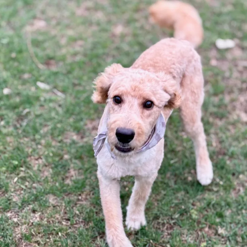 Preston Lld thumbnail 4