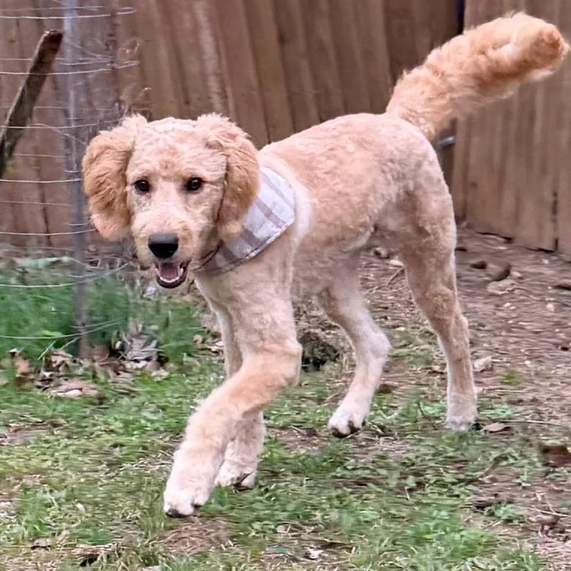 Preston Lld thumbnail 5