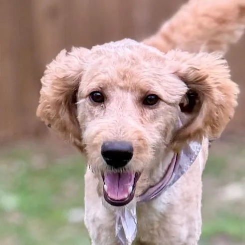 A young large-sized male Golden Poodle dog named Preston Lld for adoption in Austin, TX