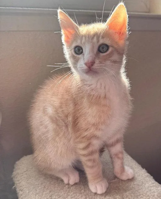 A baby small-sized male Tabby cat named Buffy for adoption in San Jose, CA
