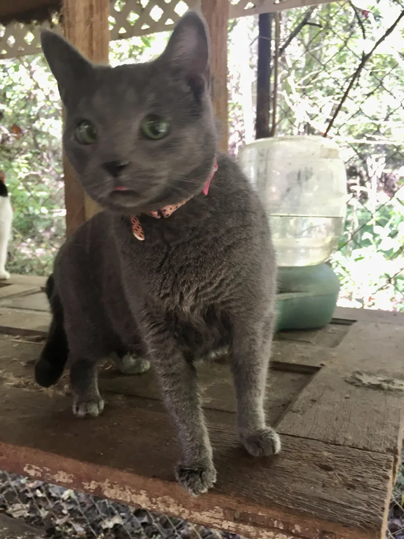 Princess thumbnail 2