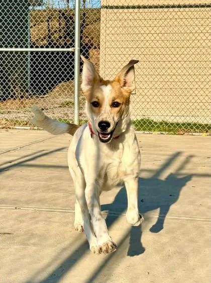 An adult large-sized female Cattle Dog dog named Koda for adoption in Parma, OH