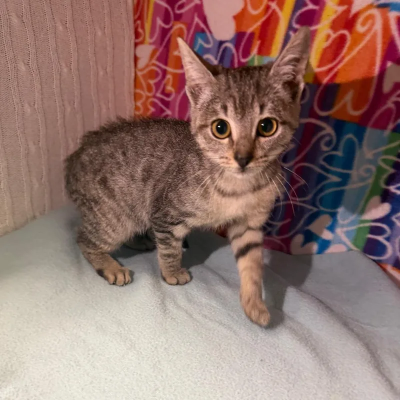 A baby small-sized female Gray / Blue / Silver Domestic Short Hair cat named Moonstone for adoption in Naples, FL