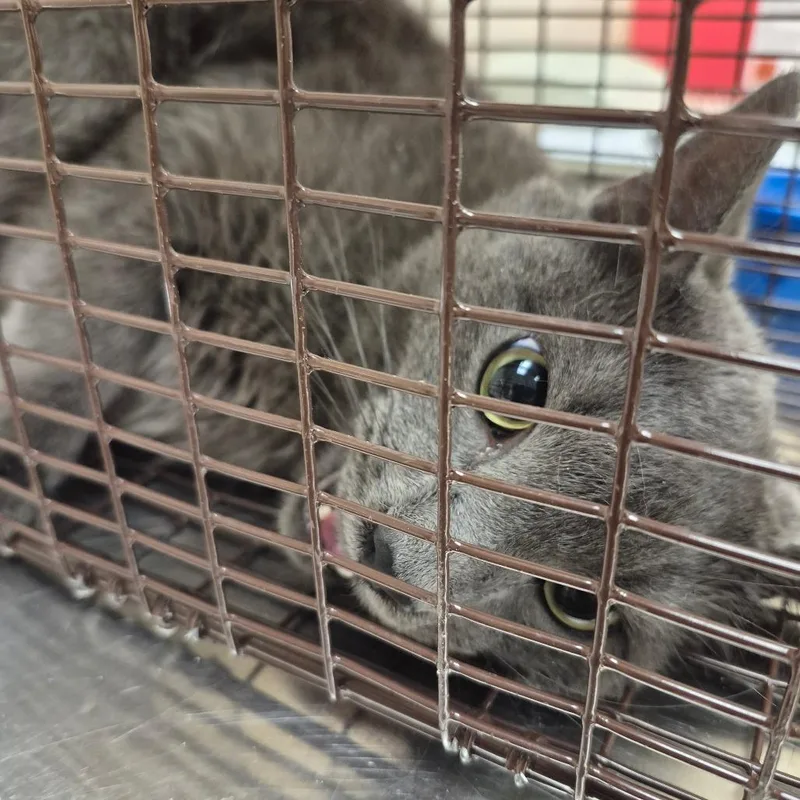 An adult large-sized male Gray / Blue / Silver Domestic Short Hair cat named Midnight Rain for adoption in Lake Panasoffkee, FL