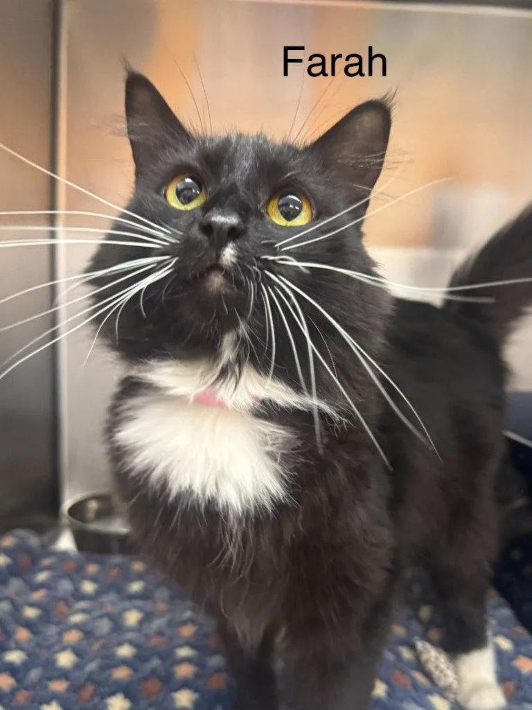 An adult small-sized female Black & White / Tuxedo Domestic Short Hair cat named Farah for adoption in Saint George, UT