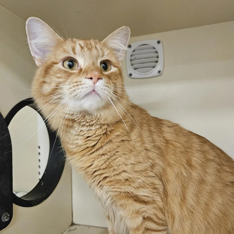 A young large-sized male Orange / Red Domestic Long Hair cat named Kirbie for adoption in Wilmington, DE