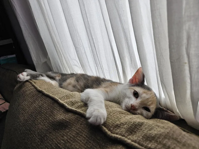 A baby medium-sized female Dilute Calico Domestic Short Hair cat named Sydnie "Dory" Sweetie for adoption in Philadelphia, PA