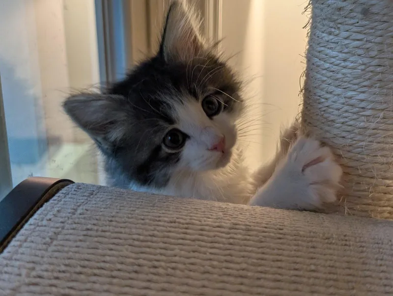 A baby medium-sized female Domestic Medium Hair cat named Aquila for adoption in Herndon, VA