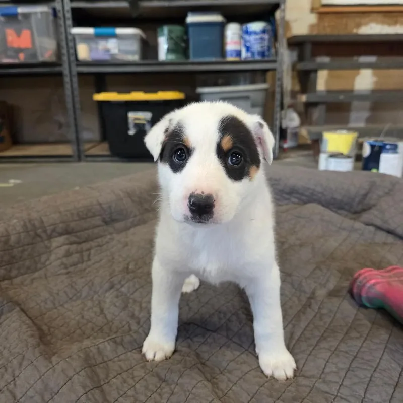 A baby small-sized female White / Cream Australian Cattle Dog / Blue Heeler dog named Rosemary for adoption in Fredericksburg, VA