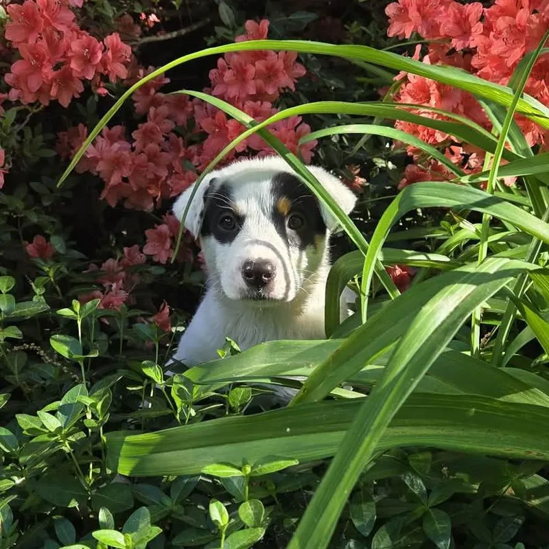 Rosemary thumbnail 3