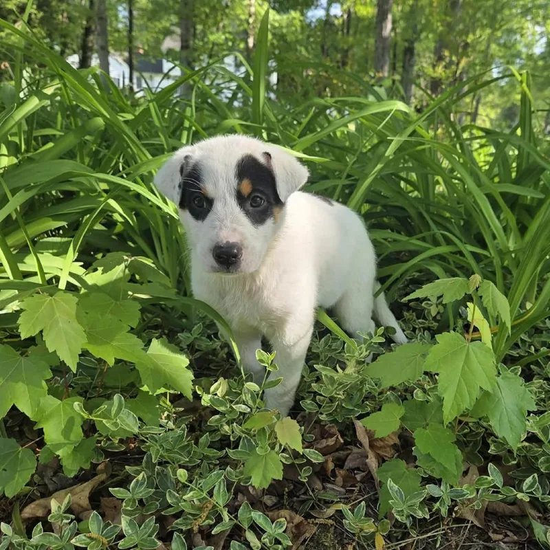 Rosemary thumbnail 4