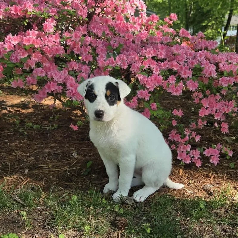 Rosemary thumbnail 5