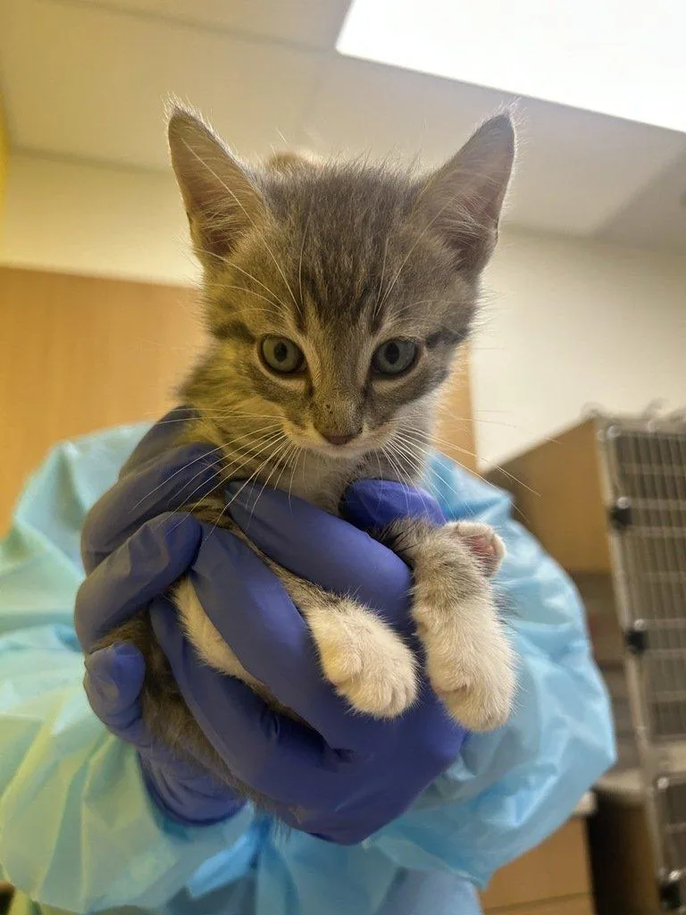 A baby small-sized male Tabby (Gray / Blue / Silver) Domestic Short Hair cat named Tate for adoption in Raleigh, NC