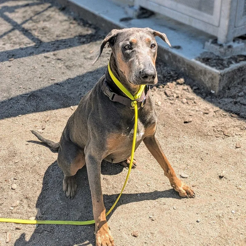 A young large-sized female Doberman Pinscher dog named Priscilla for adoption in Oakland, CA