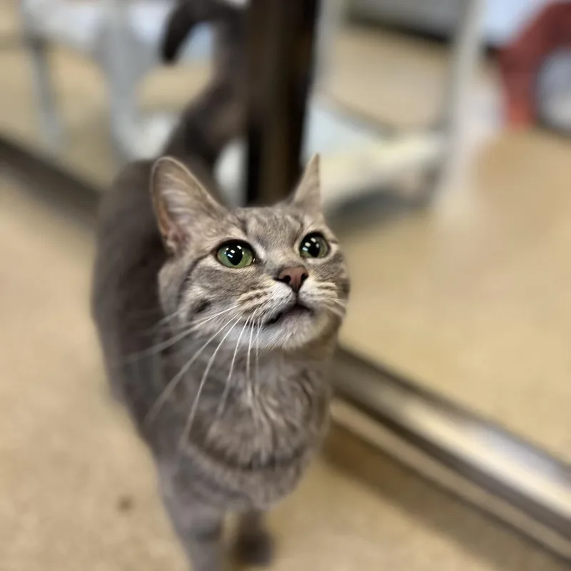An adult medium-sized female Gray / Blue / Silver Domestic Short Hair cat named Nadine for adoption in Bristol, IN