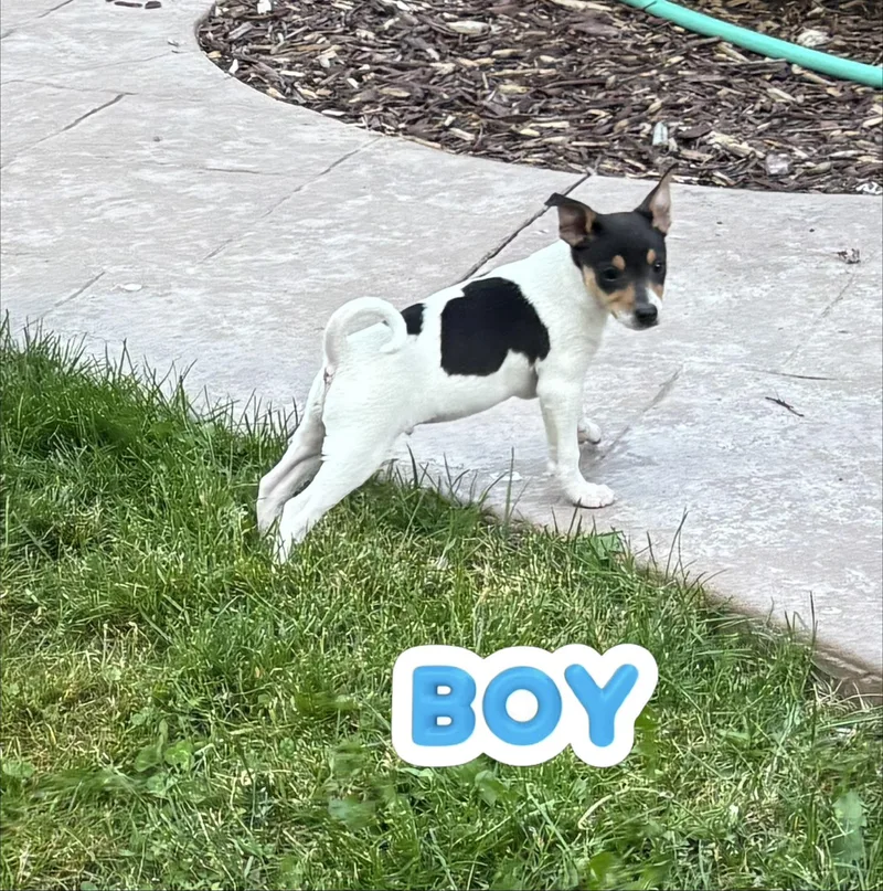 A baby small-sized male Rat Terrier dog named Frankie for adoption in Armada, MI