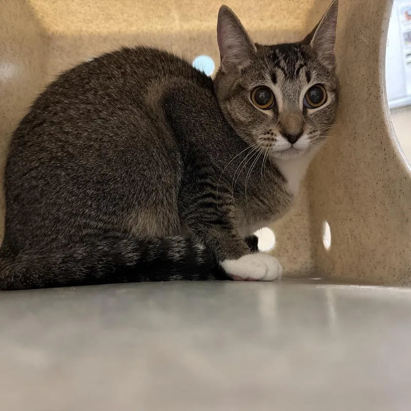 A young medium-sized female Brown / Chocolate Domestic Short Hair cat named Maple for adoption in Tacoma, WA