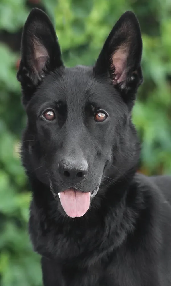 A young large-sized female Black German Shepherd Dog dog named Rylee von Reinsfeld for adoption in Los Angeles, CA