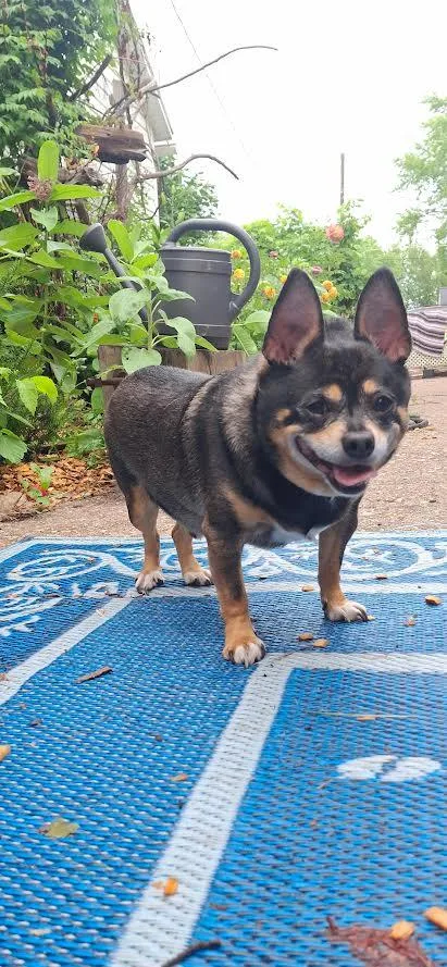 Roo