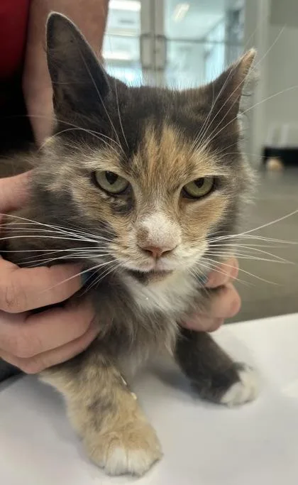 An adult small-sized female Domestic Short Hair cat named Femmy for adoption in West Chester, PA