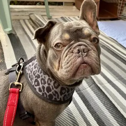 Penny