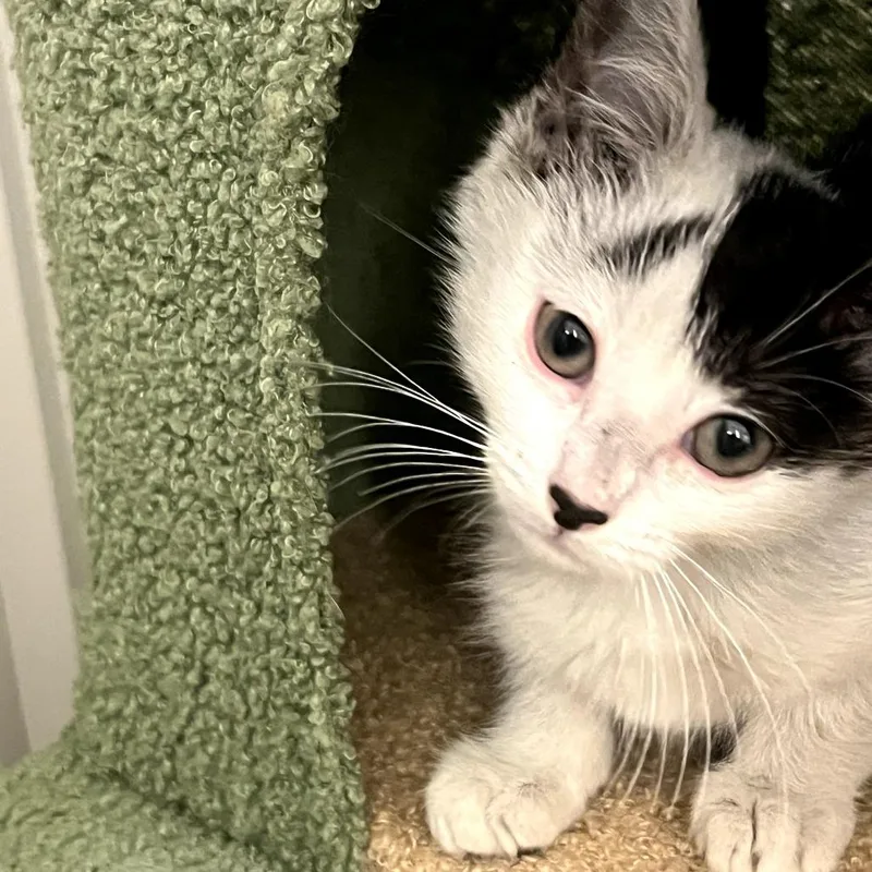 A baby small-sized female White Domestic Short Hair cat named Zuzu for adoption in Long Beach, CA