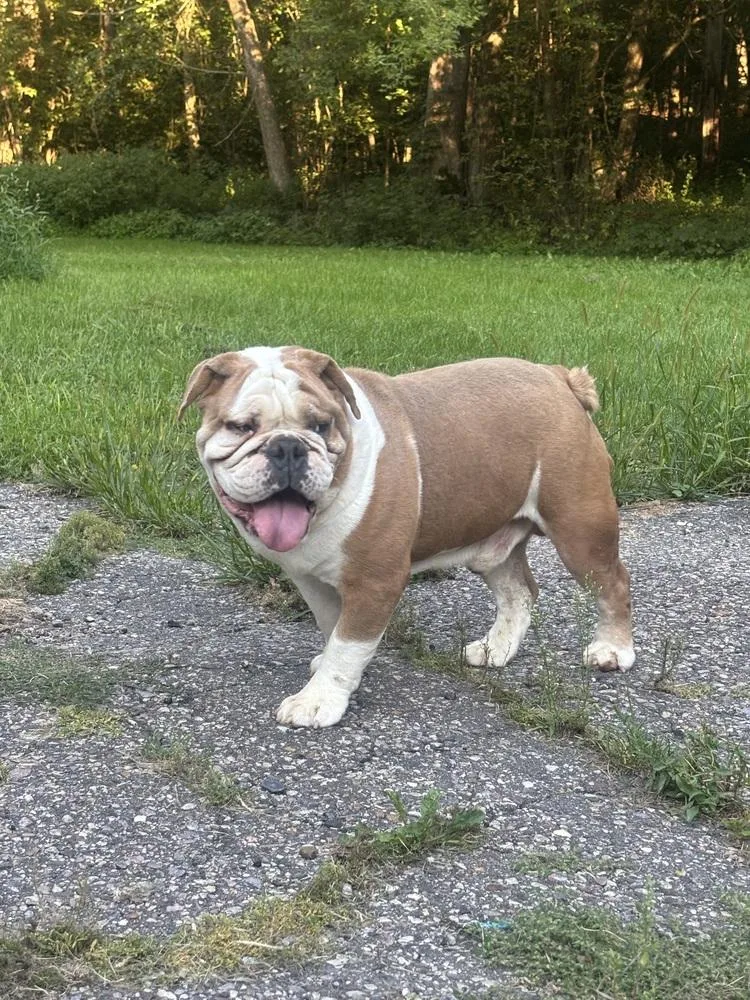 An adult medium-sized male Tricolor (Brown, Black, & White) English Bulldog dog named Jonah for adoption in La valle, WI