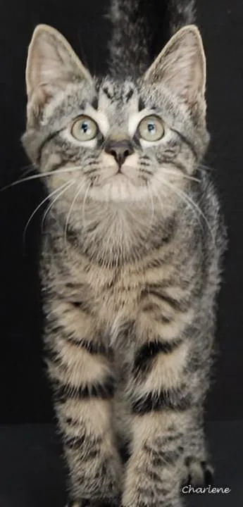 A young medium-sized male Tabby (Tiger Striped) Domestic Short Hair cat named Anakin for adoption in Newland, NC