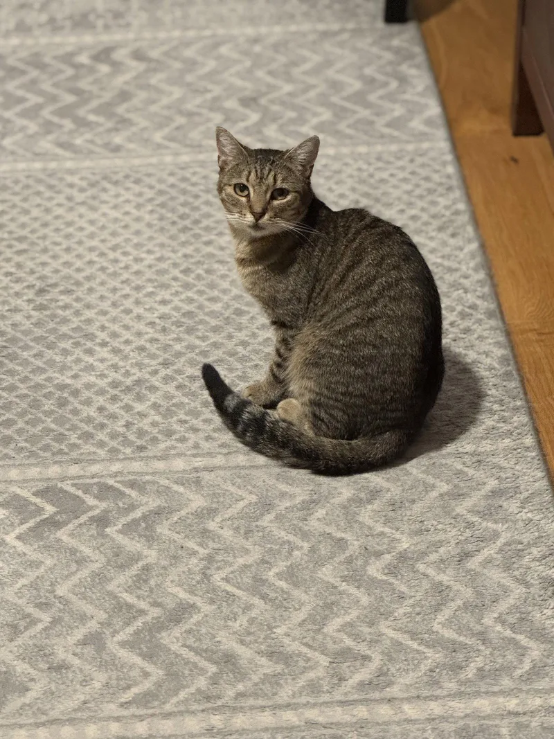 A young medium-sized female Domestic Short Hair cat named Stony for adoption in Brooklyn, NY