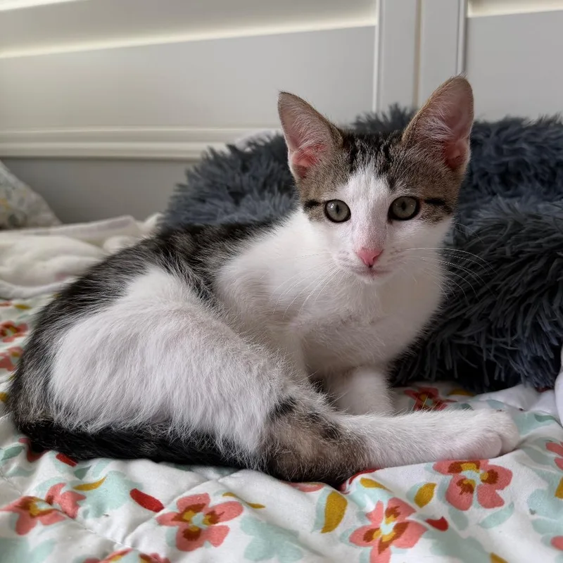 A baby small-sized male Brown / Chocolate Domestic Short Hair cat named Garlic for adoption in Long Beach, CA