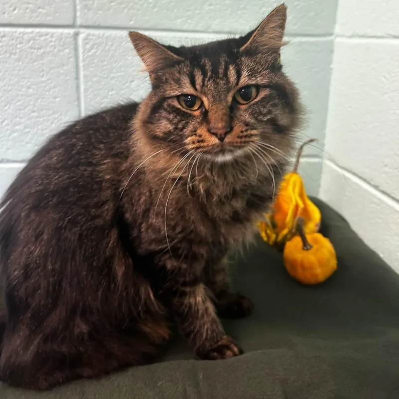 A young small-sized female Brown / Chocolate Domestic Medium Hair cat named Muskrat for adoption in Spruce Pine, NC