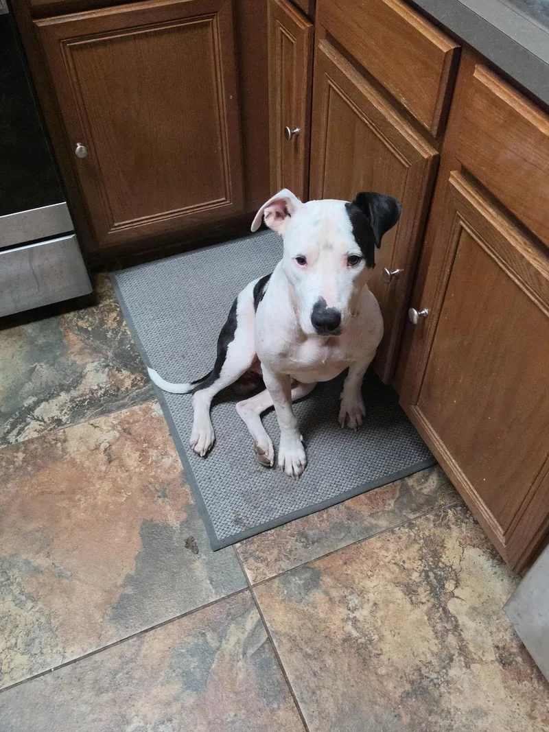 An adult medium-sized male White / Cream American Staffordshire Terrier dog named Brick for adoption in Houston, TX