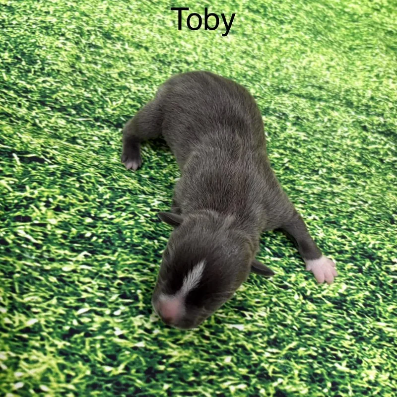 A baby medium-sized male Pit Bull Terrier dog named Toby for adoption in North Bend, OR
