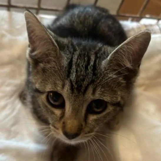 A baby small-sized female Brown / Chocolate Domestic Short Hair cat named Savanah for adoption in Gordonsville, TN