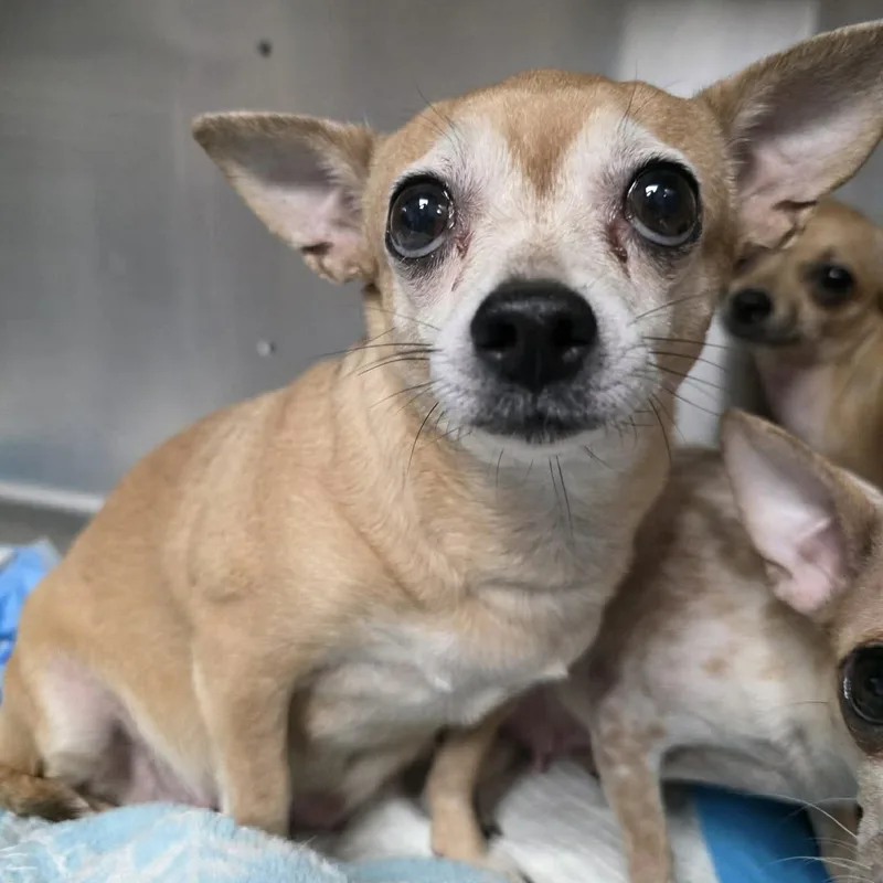An adult small-sized female Apricot / Beige Chihuahua dog named Deb for adoption in Boulder, CO